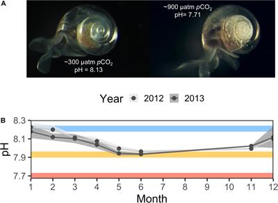 Changes in Genome-Wide Methylation and Gene Expression in Response to Future pCO2 Extremes in the Antarctic Pteropod Limacina helicina antarctica